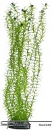 HOBBY Lagarosiphon 34cm