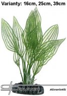 Hobby Aponogeton 16cm, uml rostlina