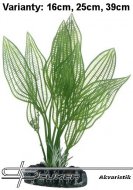 HOBBY Aponogeton 16cm