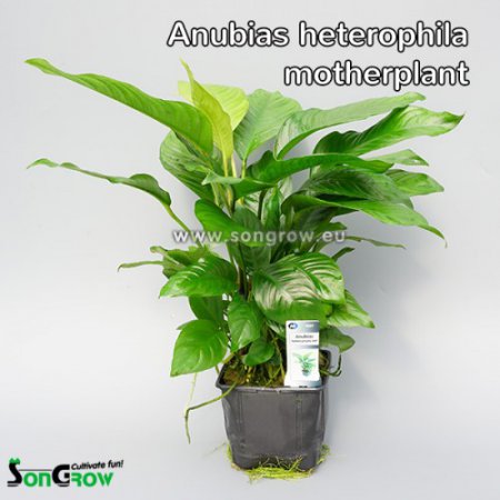 Anubias heterophylla XXL (Anubis rznolist)
