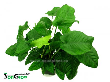 Anubias nana MP