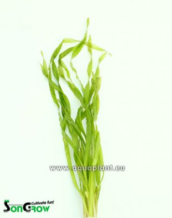 Vallisneria gigantea (Zkruticha obrovsk)