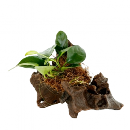 2x Anubias na koenu