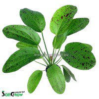 Echinodorus ozelot green (patkovec 'Ozelot green')