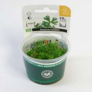 Ranunculus inundatus In-Vitro