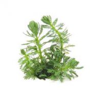 Myriophyllum spec. "Guayana"