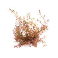 Rotala spec. H'Ra