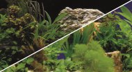 HOBBY Fototapeta oboustrann rostliny, vka 30 cm