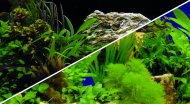 HOBBY Fototapeta oboustrann rostliny 2/7 60 cm