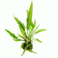 Cryptocoryne usteriana In-Vitro