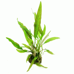 Cryptocoryne usteriana In-Vitro