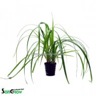 Cyperus helferi (chor Helferv)