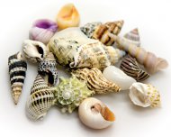 Sea Shells skořápky mořských živočichů