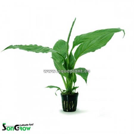 Spathiphyllum green (Tulcovka zelen)