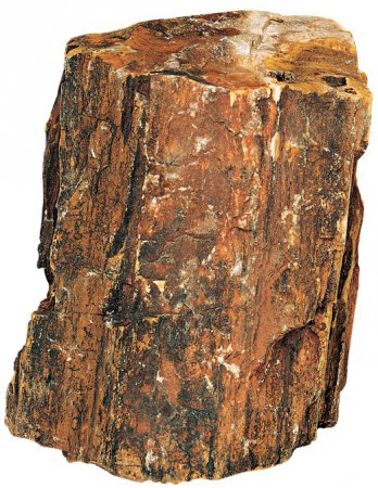 Steinholz L, zkamenl devo, 2,2 - 4,0 kg