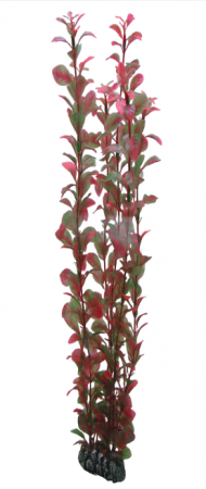 Hobby Ludwigia 60 cm