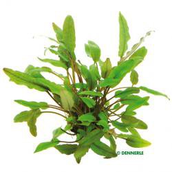 Cryptocoryne beckettii