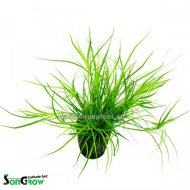Juncus Repens (Stina plaziv)