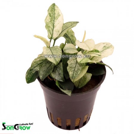 Anubias nana pinto (Anubis zakrsl)
