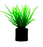 Eleocharis mini