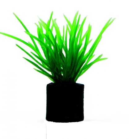 Eleocharis mini