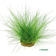 Eleocharis acicularis na mce 9x9cm