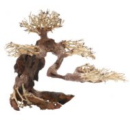 Hobby Bonsai M