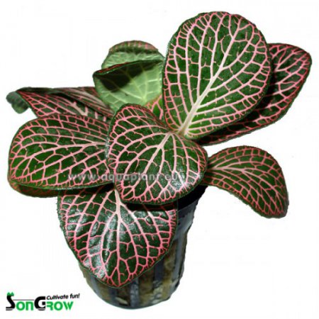 Fittonia rot (Fittonie)