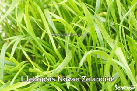 Lilaeopsis novae-zelandiae (Liliovnek novozlandsk) Epaqmat M 20*15