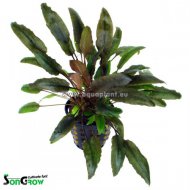 Cryptocoryne indonesii (Kryptokoryna matakensis)