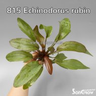 Echinodorus rubin (patkovec 'Rubin')