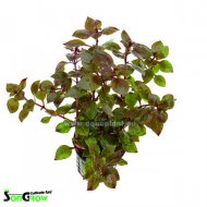 Ludwigia sp Super Rot (Zakucelka sp. Super Red)