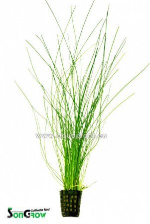 Eleocharis species (Bahnika jehlovit)