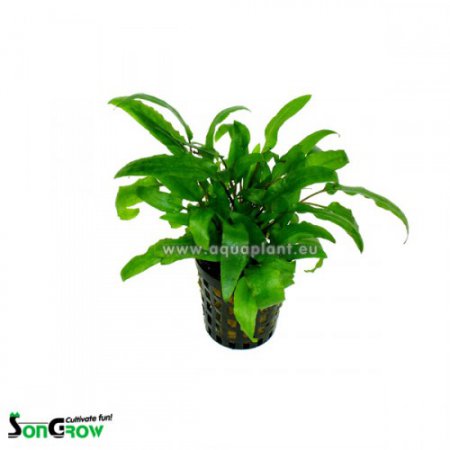 Cryptocoryne wendtii green (Kryptokoryna Wendtova 'Green')