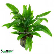 Cryptocoryne green crisped leaf