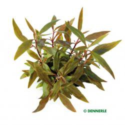 Alternanthera reineckii Mini