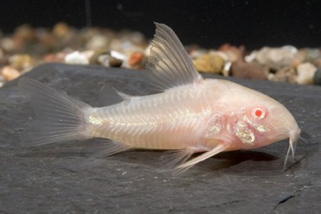 Pancnek skvrnit albino (Corydoras paleatus)