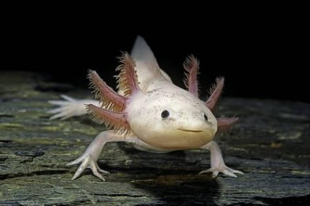 Axolotl mexick bl (Ambystoma mexicanum)