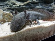 Axolotl mexick ern (Ambystoma mexicanum)