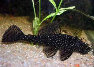 Krunovec sp. L (Ancistrus sp.)