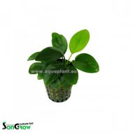 Anubias nana gold (Anubis zakrsl)