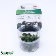 Anubias nana bonsai - Epaqvitro