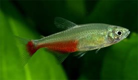 Tetra Rathbunova (Aphyocharax rathbuni)