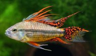 Cichlidka Kakadu (Apistogramma Cacatuoides)