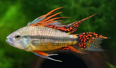 Cichlidka Kakadu (Apistogramma Cacatuoides)