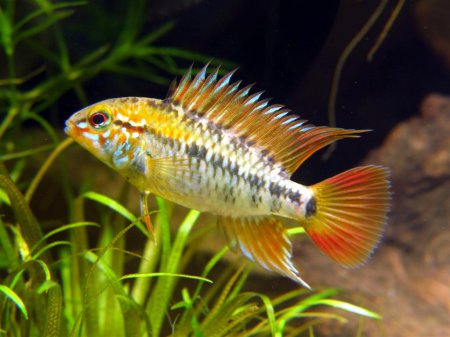 Cichlidka pestr (Apistogramma Viejita)