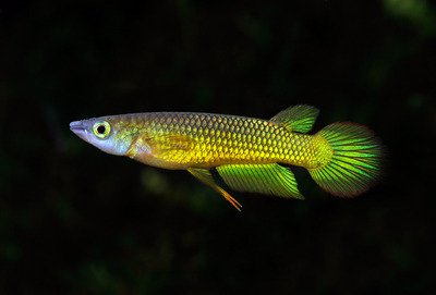 tikovec pskovan (Aplocheilus lineatus golden)