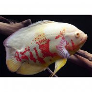 Vrubozubec pav albin (Astronotus ocellatus)