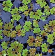 Azolla caroliniana (Azola karolnsk)