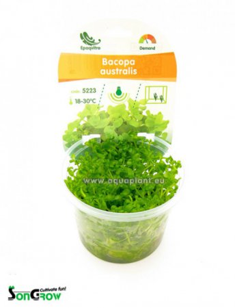 Bacopa australis - Epaqvitro
